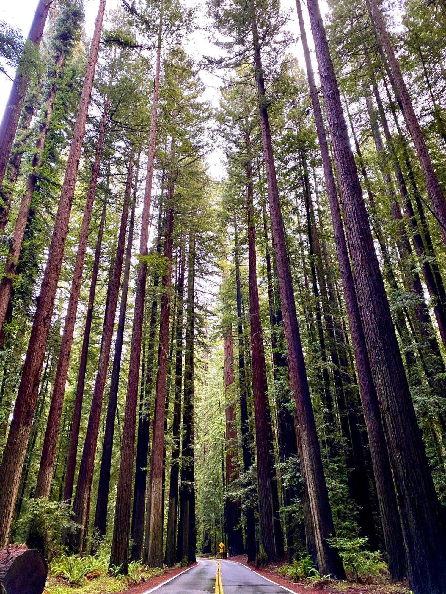 Avenue Of The Giants Caraway Cottage Miranda Exteriör bild