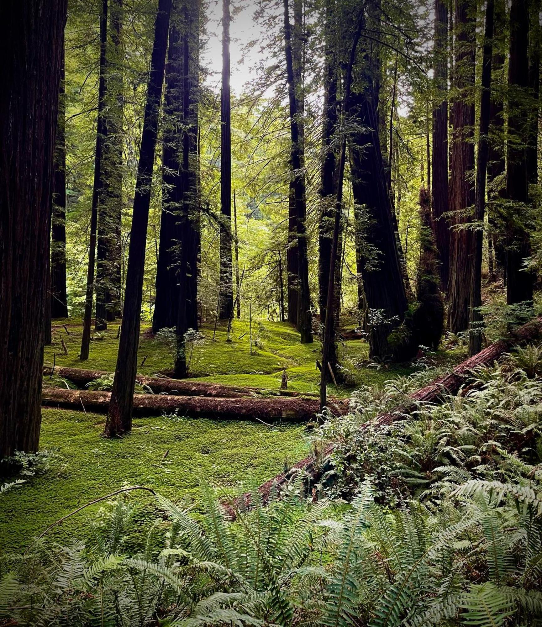 Avenue Of The Giants Caraway Cottage Miranda Exteriör bild