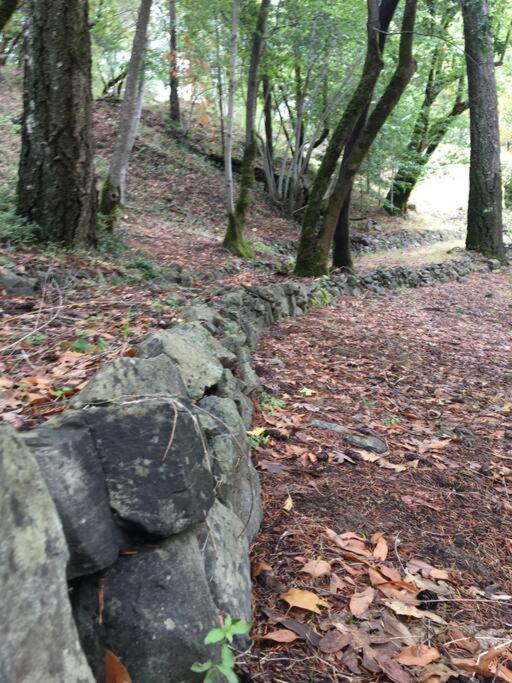 Avenue Of The Giants Caraway Cottage Miranda Exteriör bild